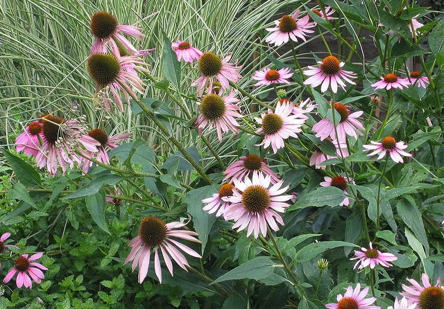 ECHINACEA ANGUSTIFOLIA