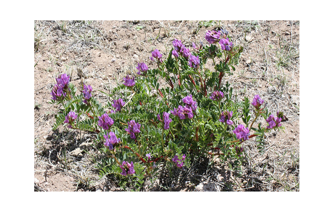 ASTRAGALUS