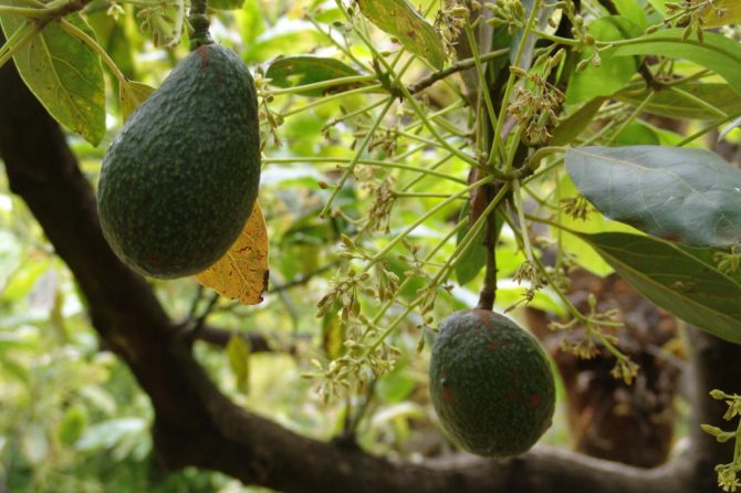 JABÓN DE SOJA Y AGUACATE INSAPONIFICABLE