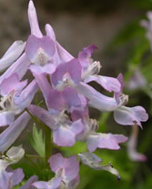 CORYDALIS YANHUSUO