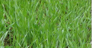 BARLEY GRASS