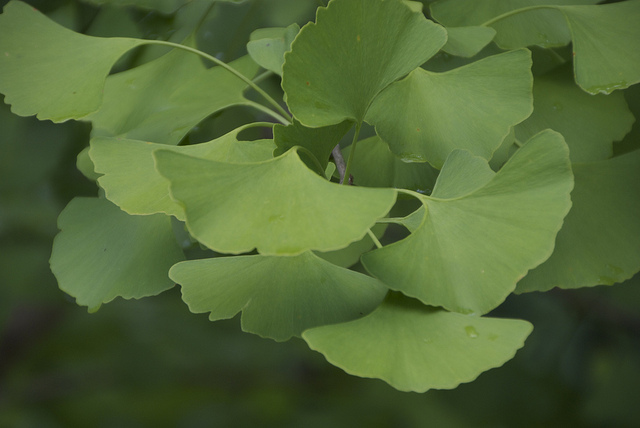 GINKGO BILOBA