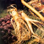 AMERICAN GINSENG ROOT
