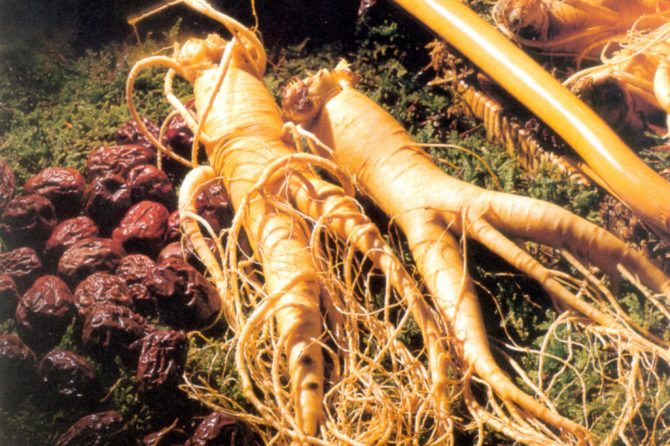 AMERICAN GINSENG ROOT