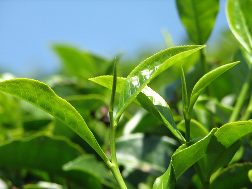 TÉ VERDE DESCAFEINADO