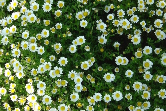 FEVERFEW