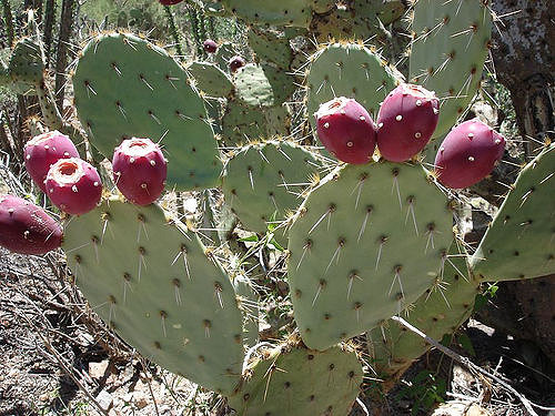 OPUNTIA