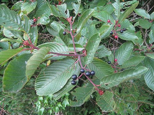 CORTEZA DE CASCARA SAGRADA