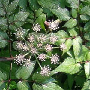 ANISE SEED