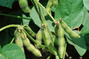 SOYBEAN