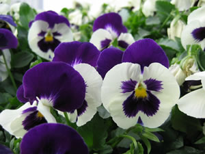 VIOLA TRICOLORE