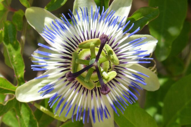PASSIFLORA