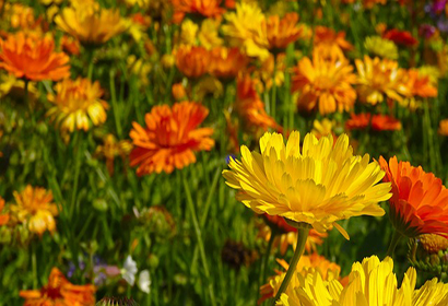 CALENDULA