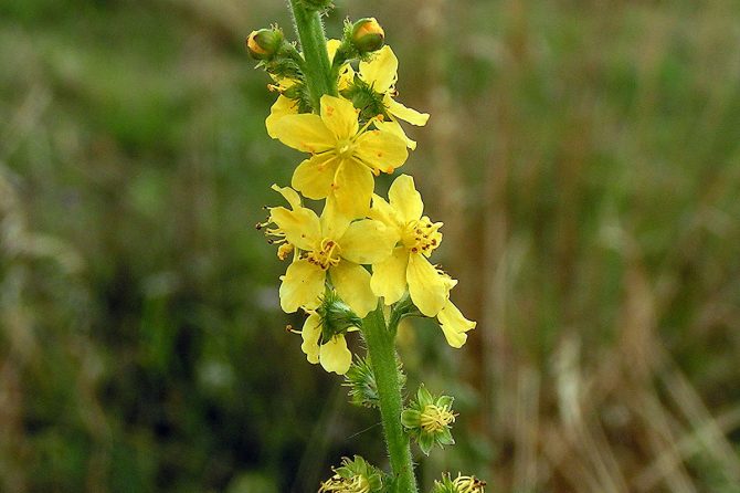 AGRIMONIA EUPATORIA