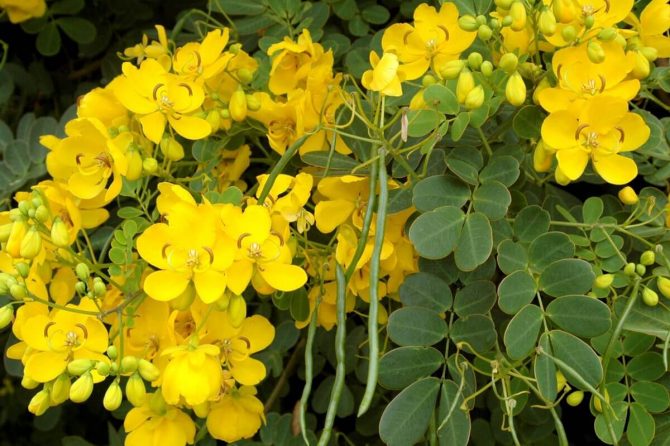 SENNA (CASSIA)