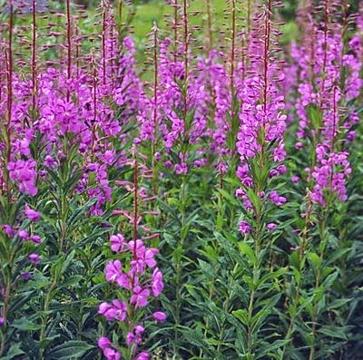 EPILOBIUM