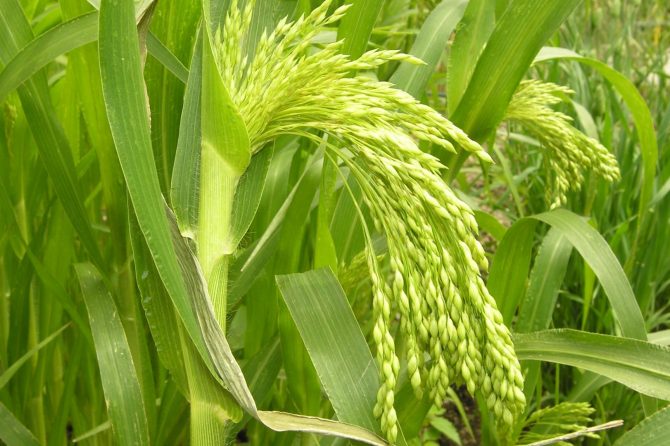 PANICUM MILIACEUM (MIJO)