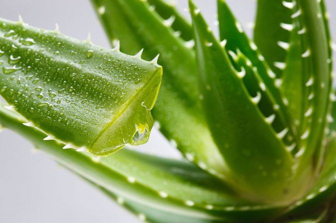 ALOE VERA