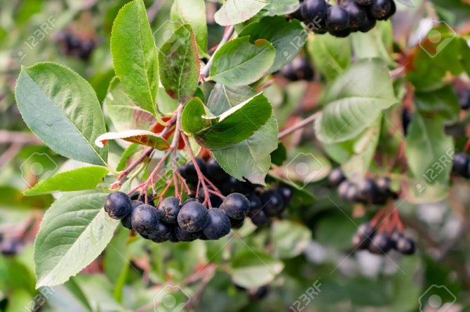 ARONIA MELANOCARPA