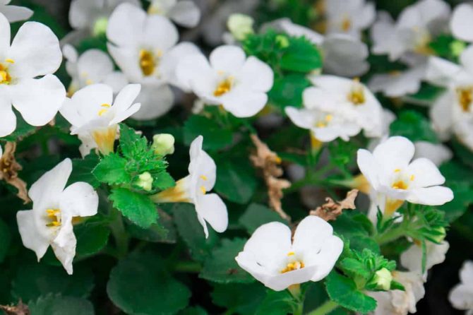 BACOPA MONNIERI