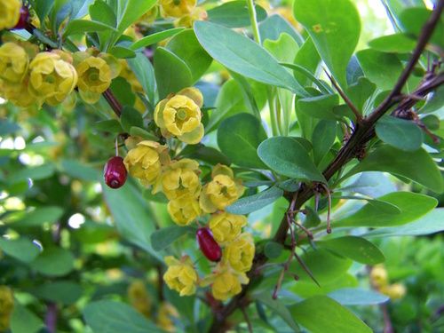 BERBERIS VULGARIS