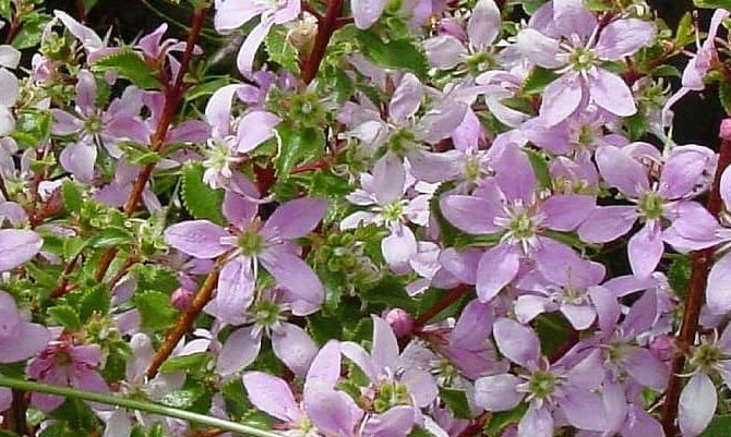 AJUGA REPTANS