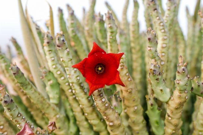 CARALLUMA FIMBRIATA