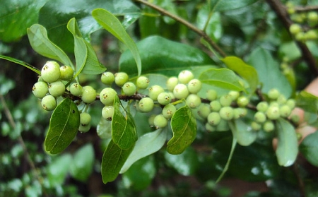 COMMIPHORA MUKUL