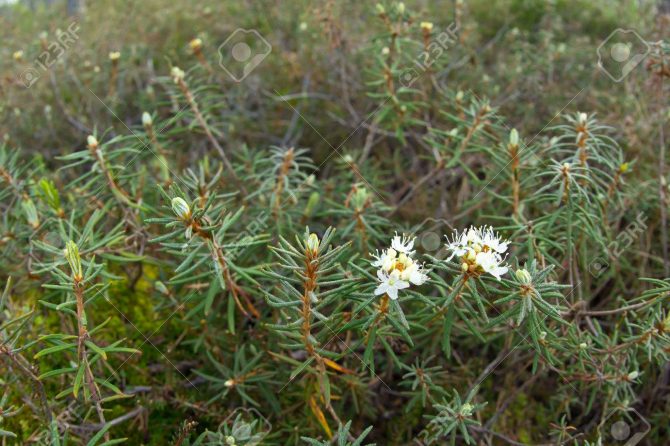 WILD ROSEMARY (LEDUM PALUSTRE)