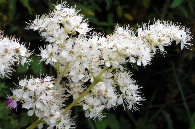 MEADOWSWEET