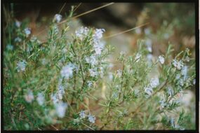 WILD ROSEMARY (LEDUM PALUSTRE)