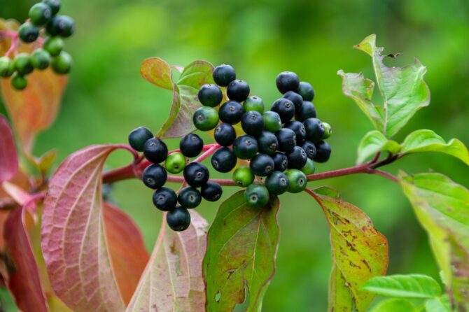 ARONIA MELANOCARPA