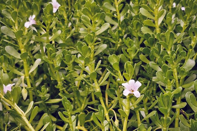 BACOPA MONNIERI