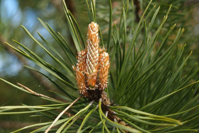 PINE BUDS