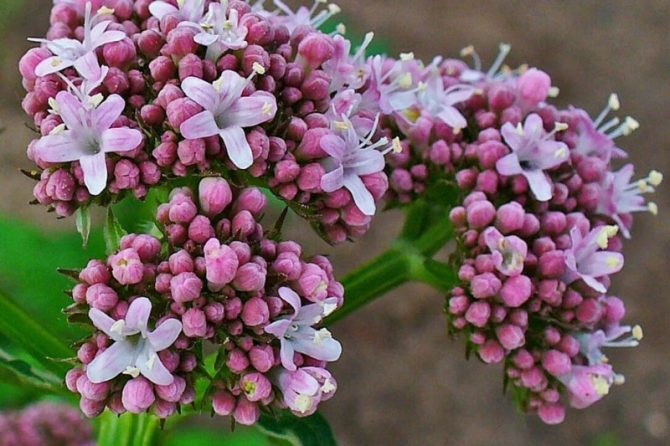 VALERIANA