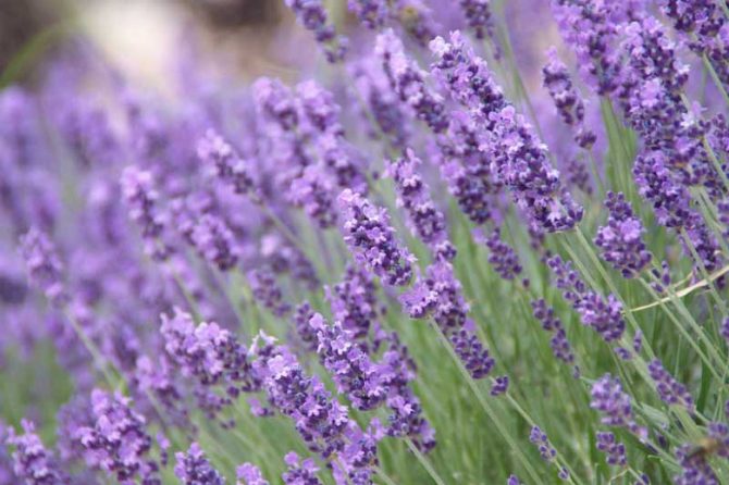 LAVANDA VERA