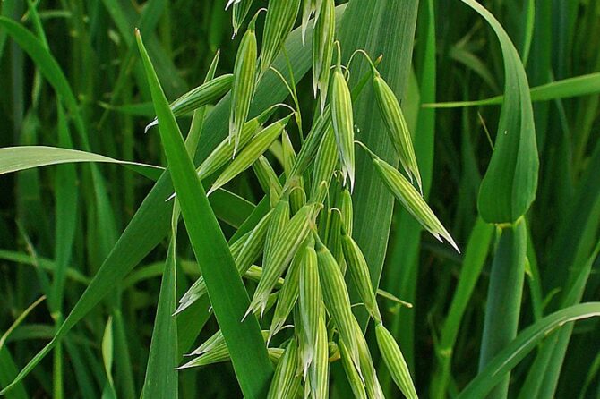 AVENA SATIVA (OAT)