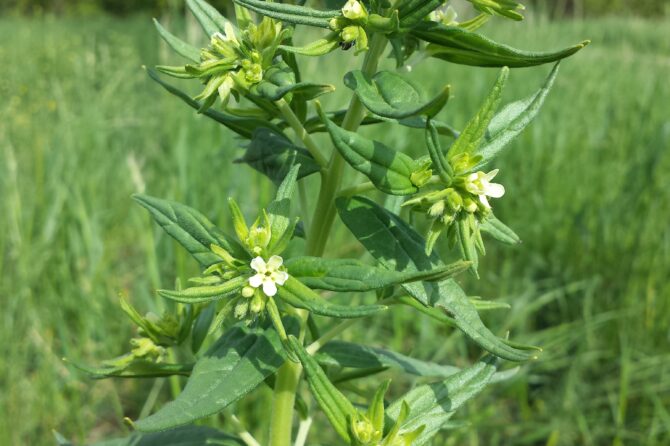 LITHOSPERMUM OFFICINALE