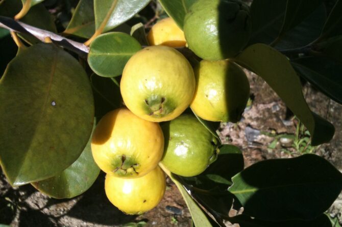 GUAYABA BRASILEÑA