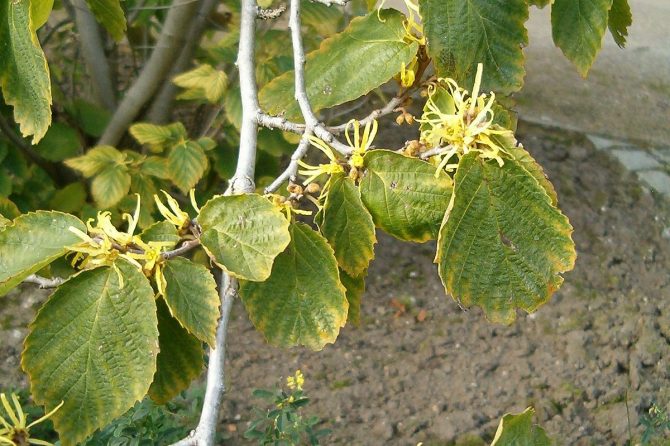 HAMAMELIS