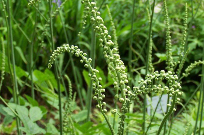 BLACK COHOSH