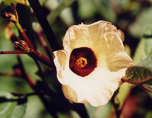 HIBISCUS SABDARIFFA