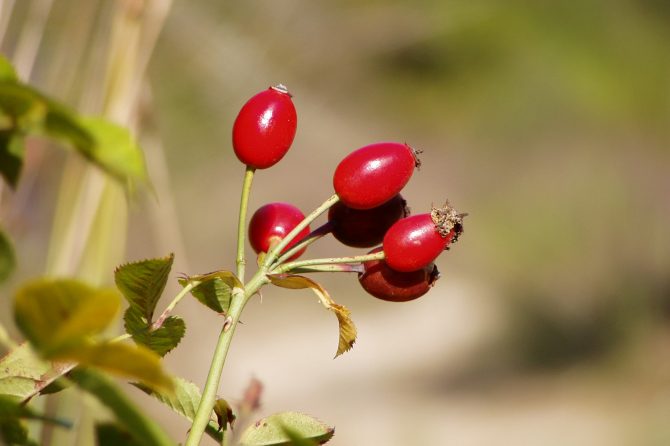 ROSA CANINA