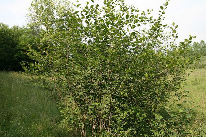 RHAMNUS FRANGULA