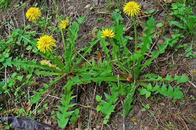 DANDELION