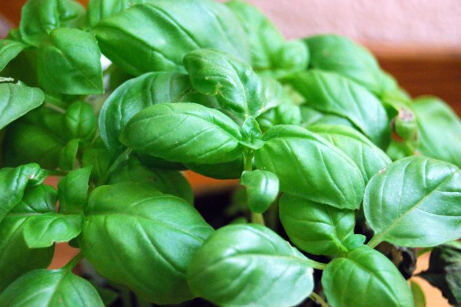 BASIL