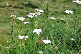 YARROW