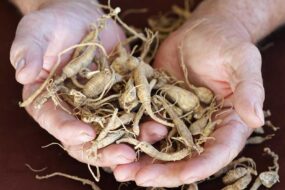 The importance of the active ingredients in ginseng-based supplements