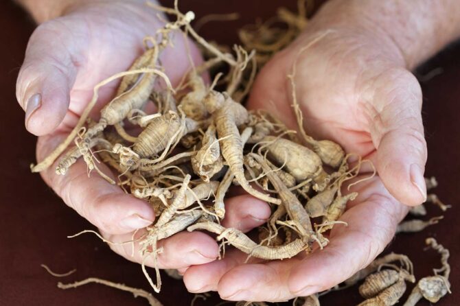 L’importanza dei principi attivi negli integratori a base di ginseng