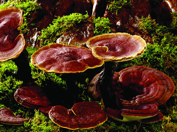 Medicinal mushrooms a valuable health ally and a competitive advantage for your supplements